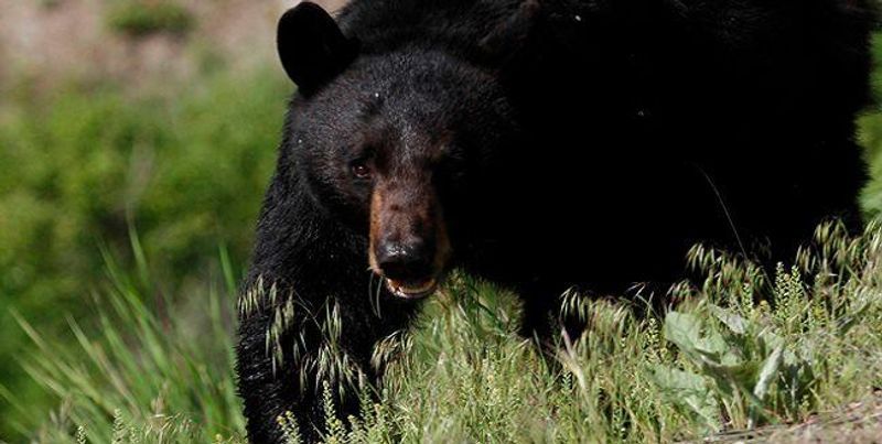 Bear Hunting New Hampshire