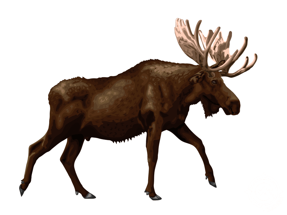 Moose
