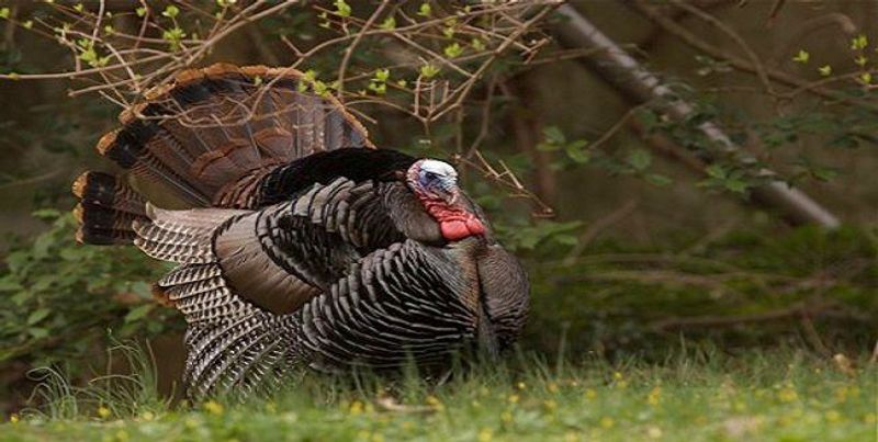 Turkey Hunting New Hampshire