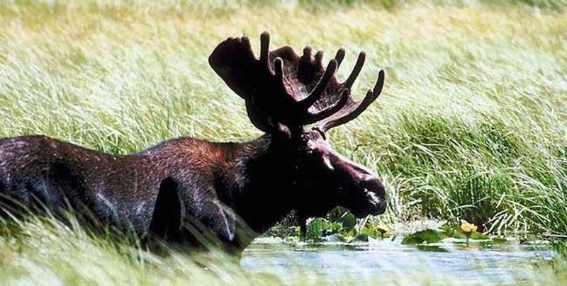 Moose Hunting New Hampshire