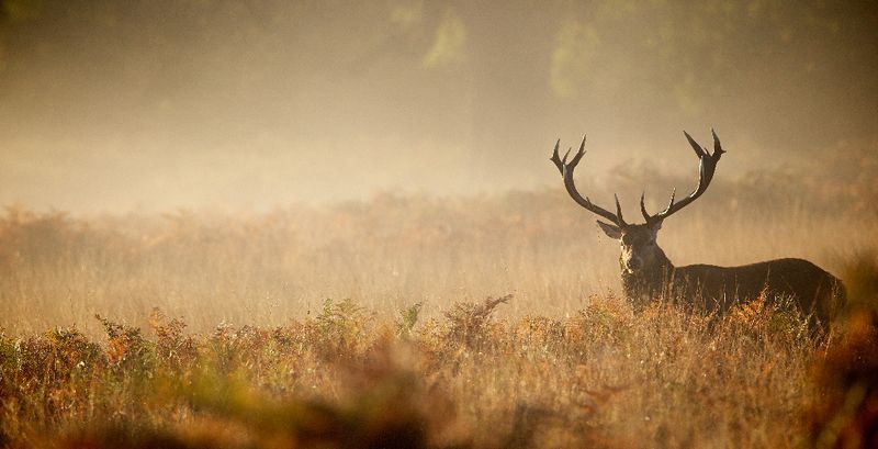 New Hampshire Deer Hunting